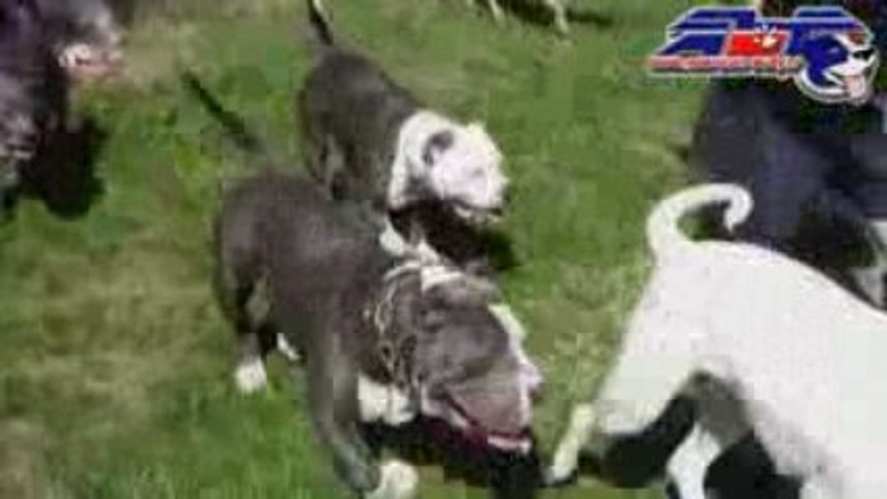 ABF Tour 2 'American Bully France'