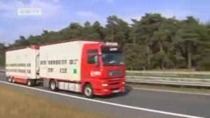 Made in Germany | The Cow as Export Hit