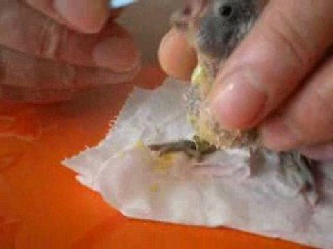 Titi perruche ondulée 14 jours 1er nourrissage à la cuillère