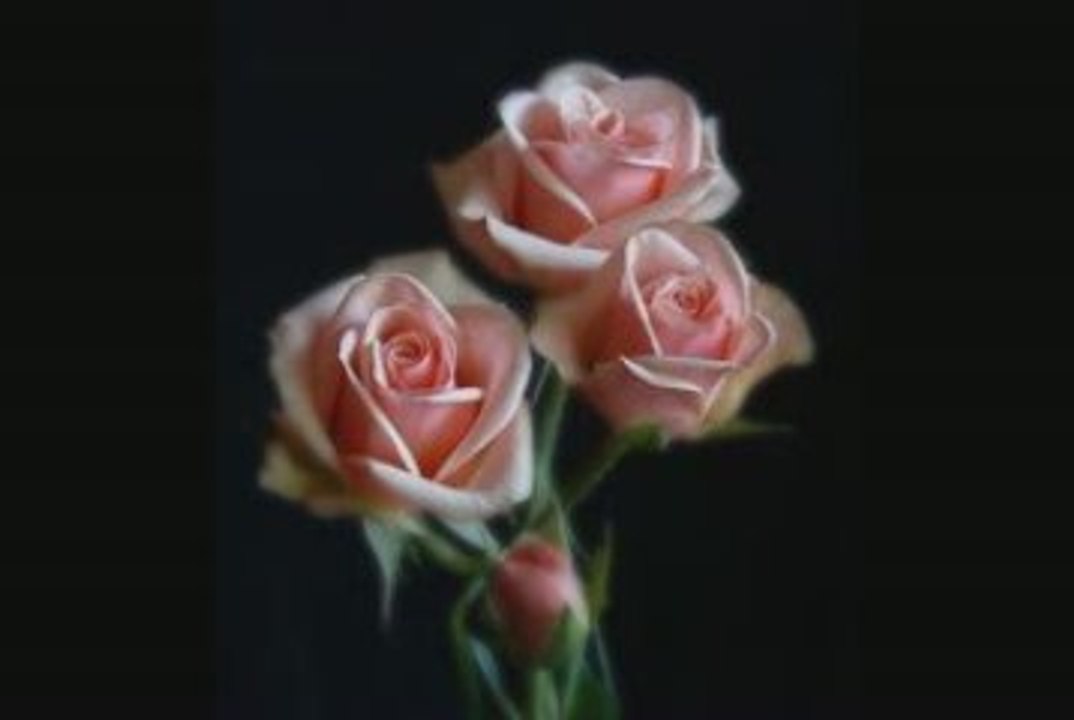 IL VERBO AMARE_RITA CÉLIA DINI