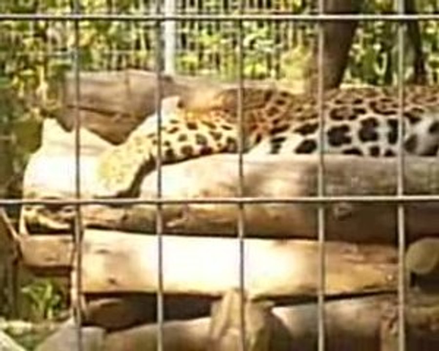 Les léopards du parc animalier