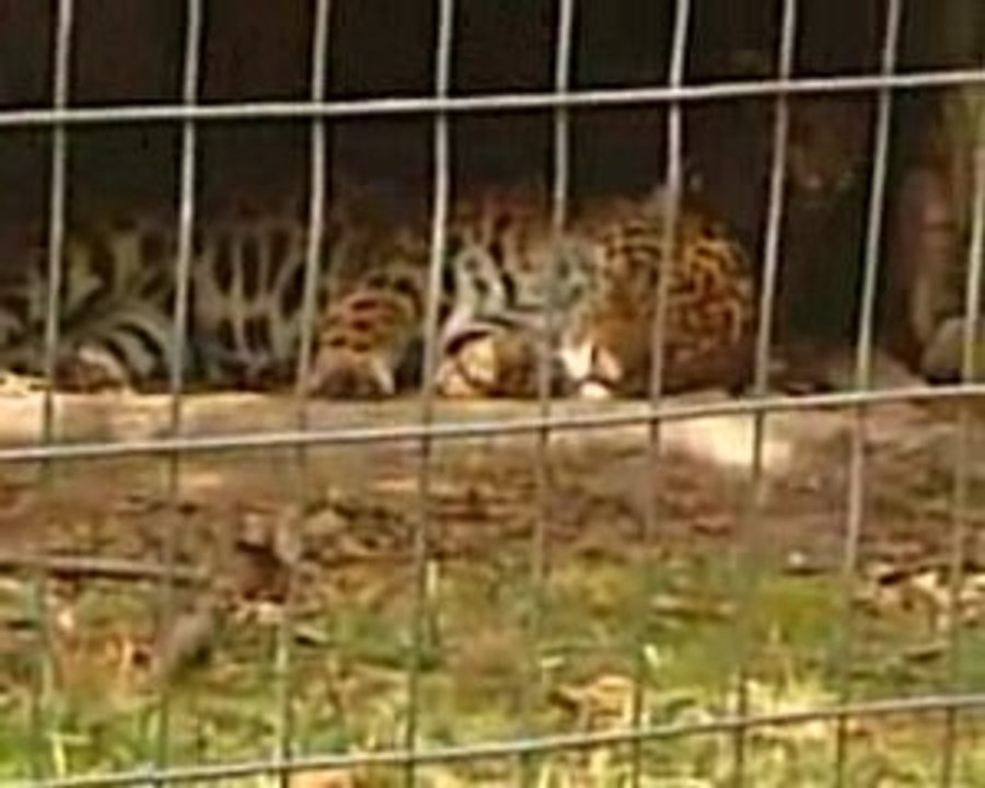 Les léopards du parc animalier (2)