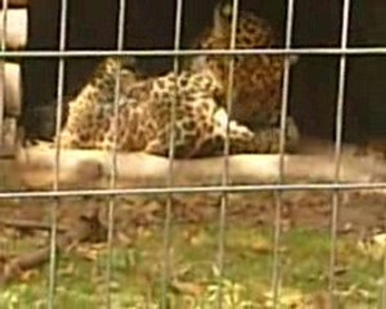 ⁣Les léopards du parc animalier (3)