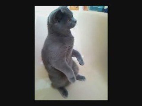 Le mystère de la baignoire révélé aux chats