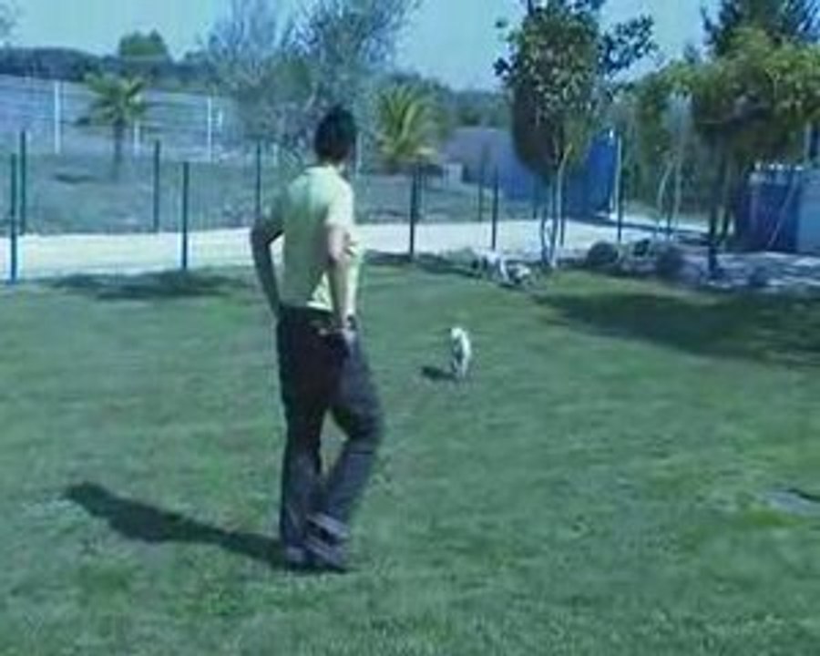 Elevage du Canal de Lunel Chiots épagneul breton herault 34