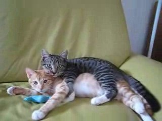 Tigrou fait la toilette de Sliimy