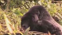 Rwanda Gorilla Journey - Nokia Mobile Film Prize