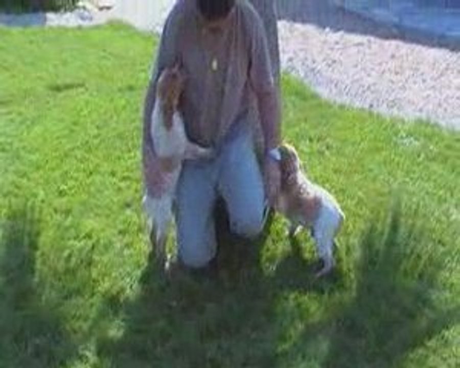 Elevage du Canal de Lunel Chiots épagneul breton herault 34