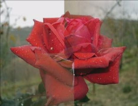 aşk yorgunu-ibrahim halil pancar