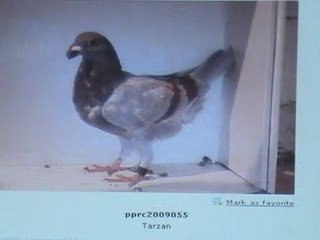 Pigeon Pal's Daily Racing Club 55 Top 20 Racers