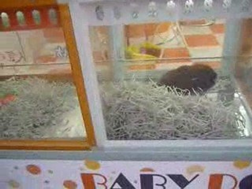 Animalerie à Shinjuku