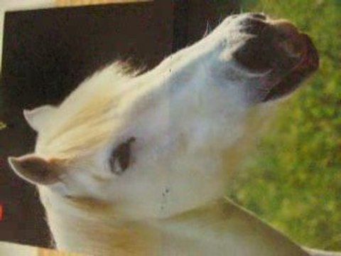 les chaval ses tros bien