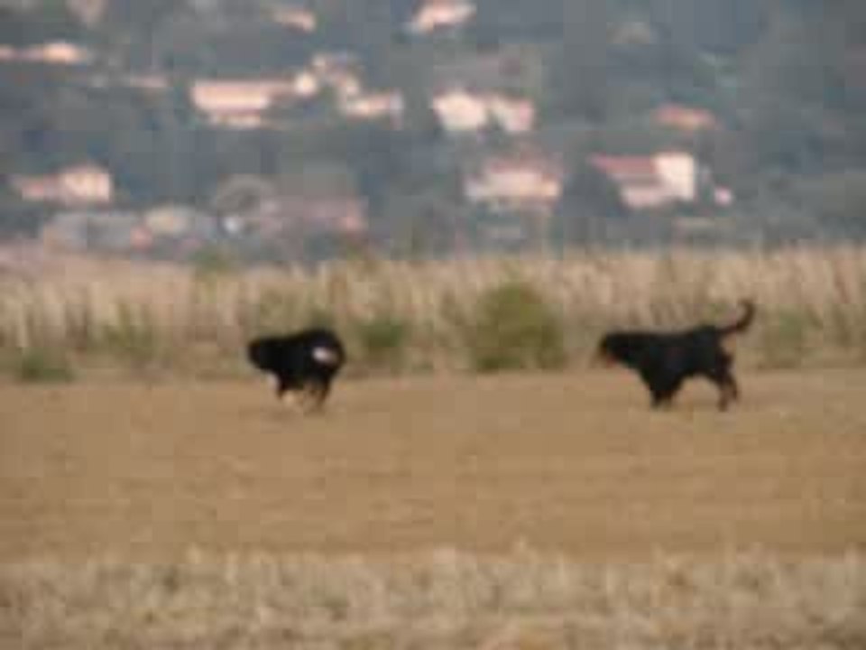 Eylandt bouvier bernois à fond !!2