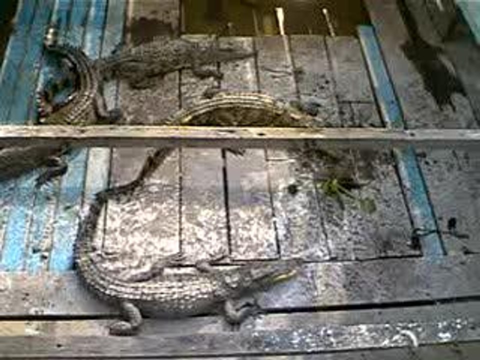 crocodile