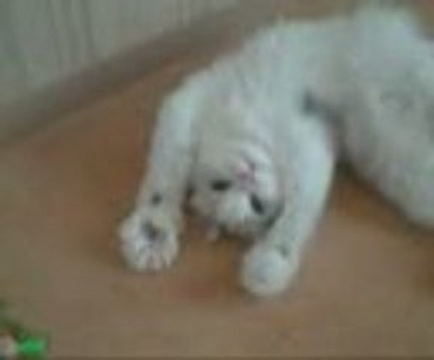 patte gauche....patte droite