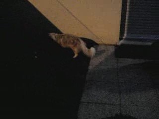 Petite visite du soir