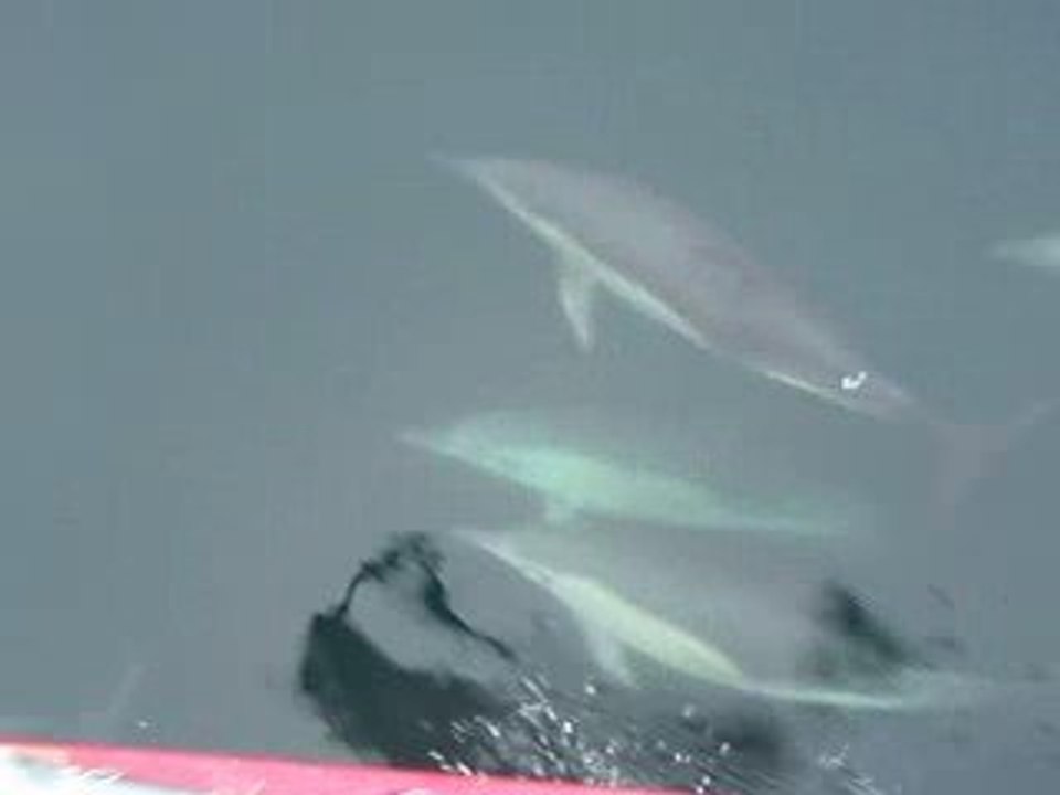 Dauphins