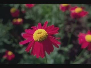 Çicek Ve Suyun Aşkı....... Büyük Aşklar.