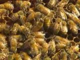 Call for pesticide ban to help bees thrive