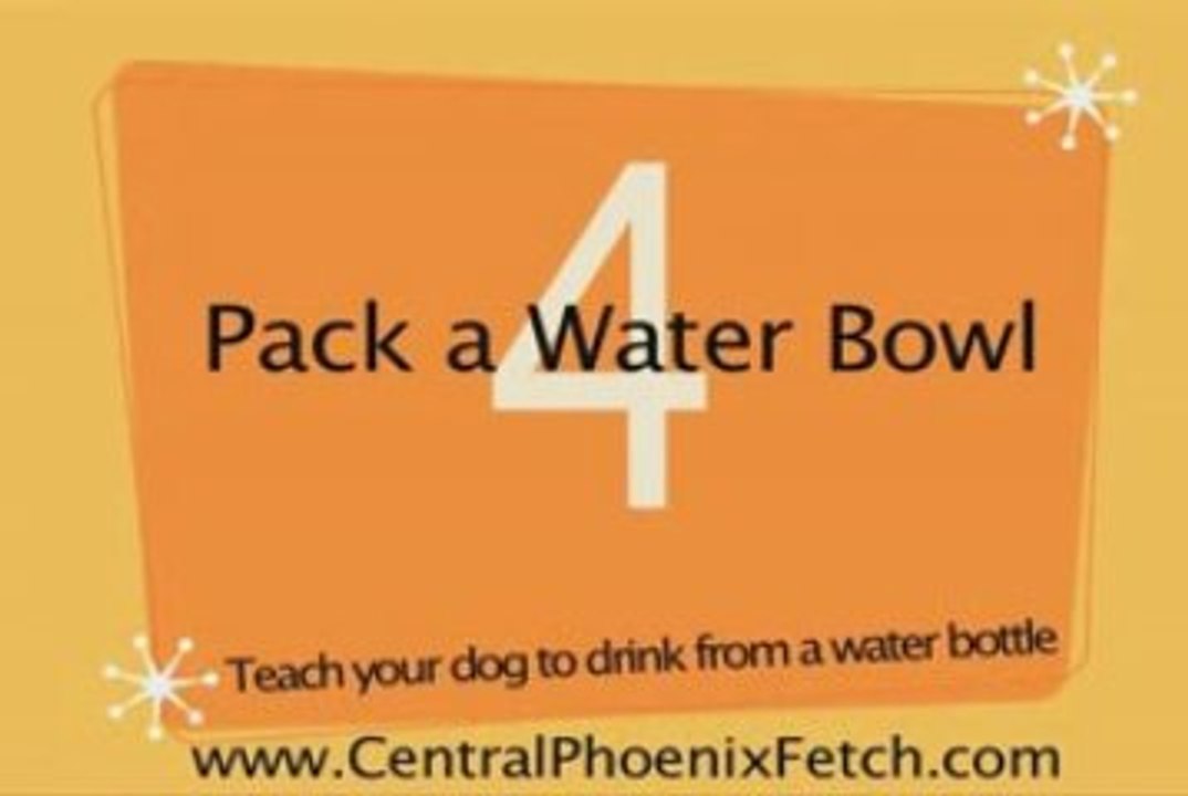 pet boarding phoenix az,dog boarding phoenix arizona