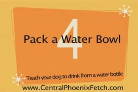 pet boarding phoenix az,dog boarding phoenix arizona