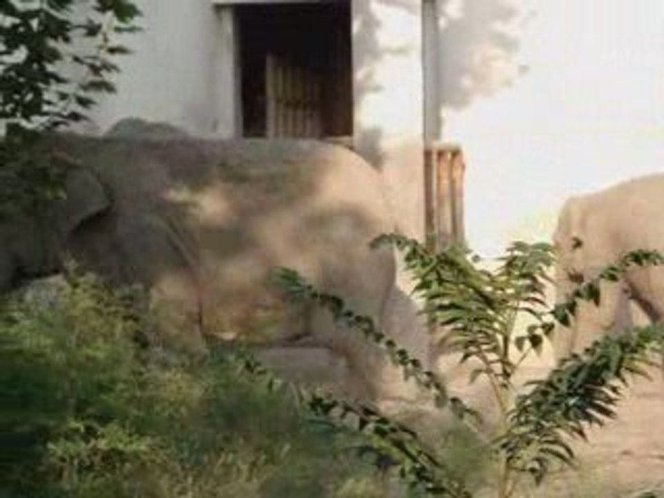 Voyage en Chine part 19 - Zoo de Beijing