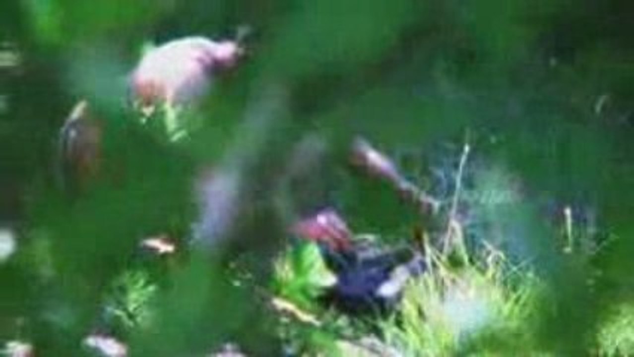 KRYSTAL RAP DE PORCS 2009 EXCLU TUERIE AIE AIE AIE