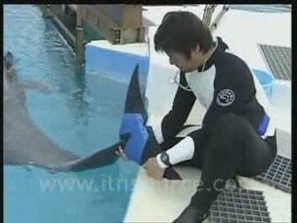 Nageoire artificielle pour un dauphin
