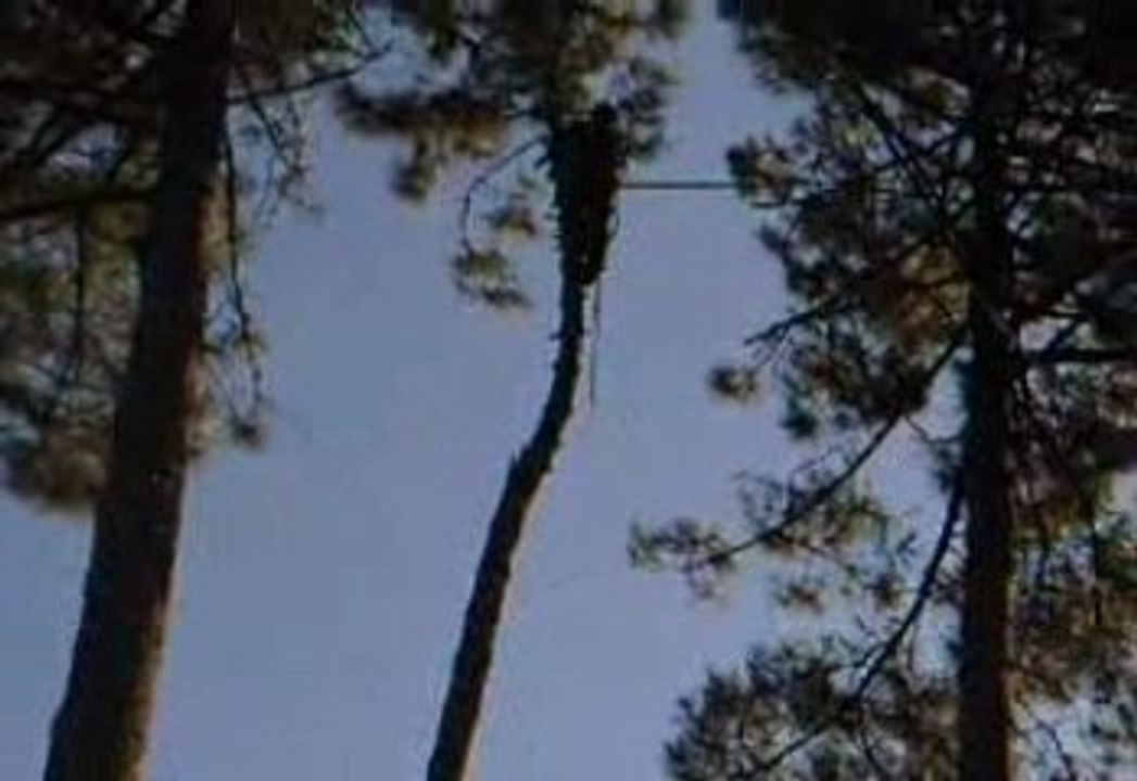 coblo elagueur