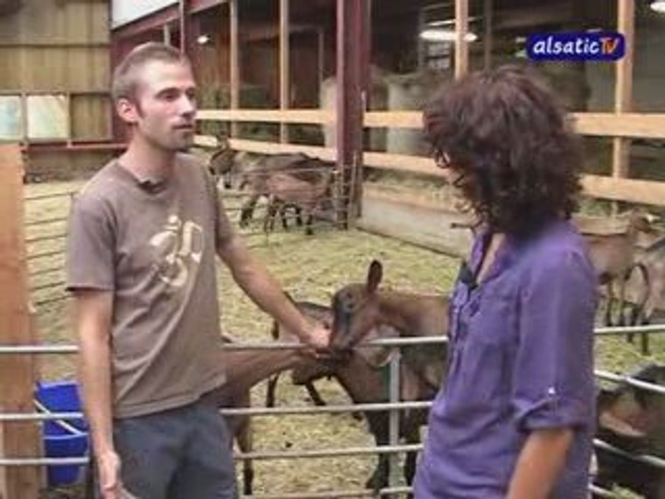 Le Fromage de Chèvre Bio (Alsace)