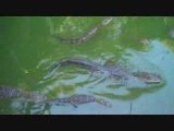 Gator Feeding Time - Fun Family Activity at Restaurant in GA