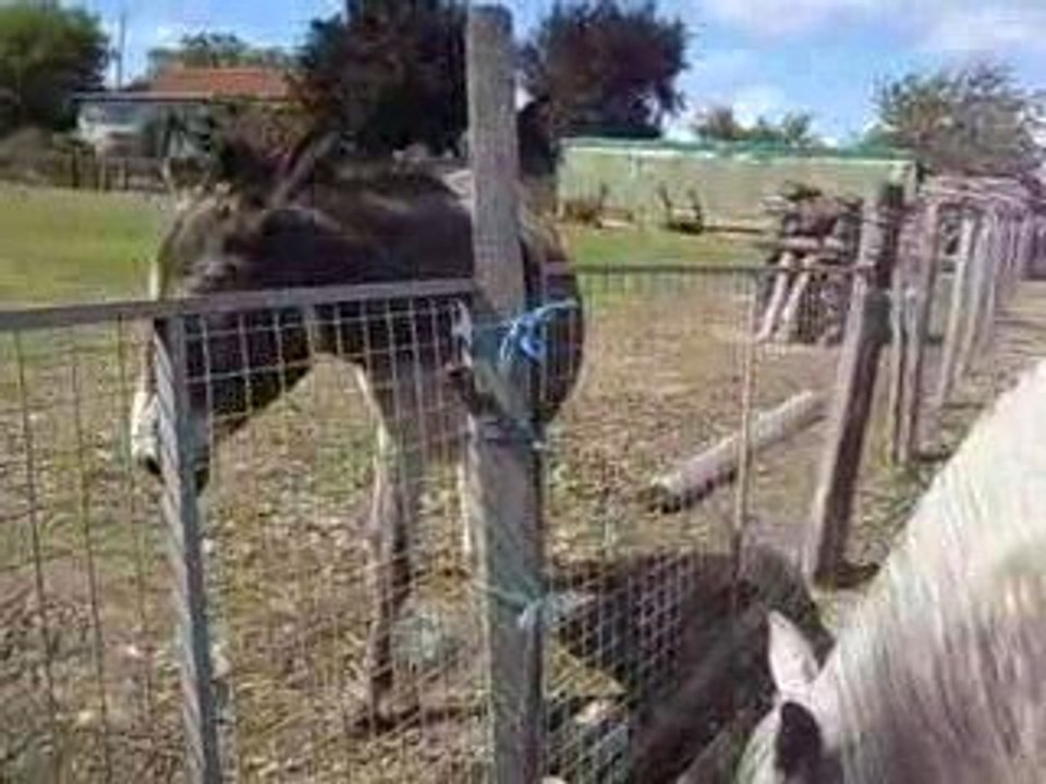 Paso et sa copine