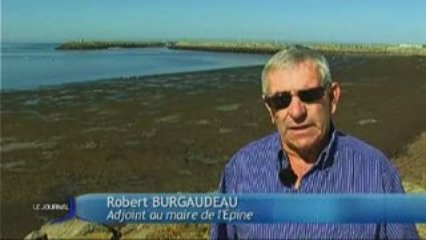 Les algues ne sont pas dangereuses (Ile de Noirmoutier)