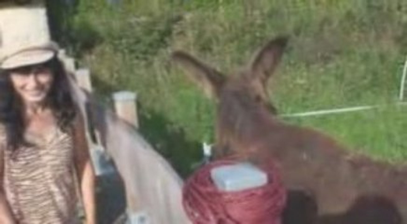 A la ferme août 2009-1