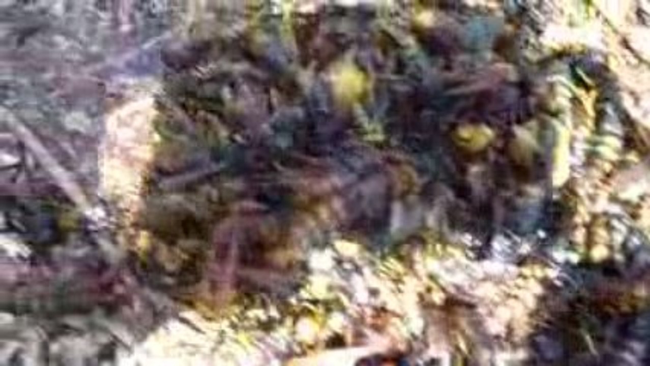 Resultat du pieges pour frelons Asiatique