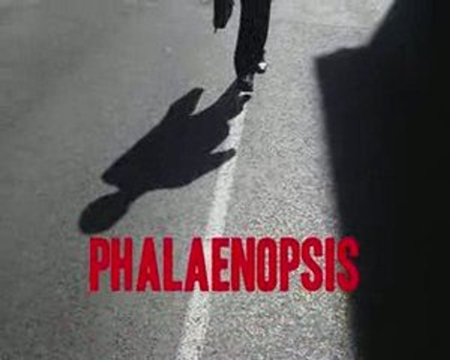 Phalaenopsis