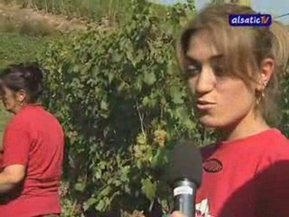 Vendanges 2009 : Dans les vignes de Guebwiller