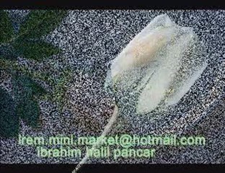 dayan gülüm-ibrahim halil pancar