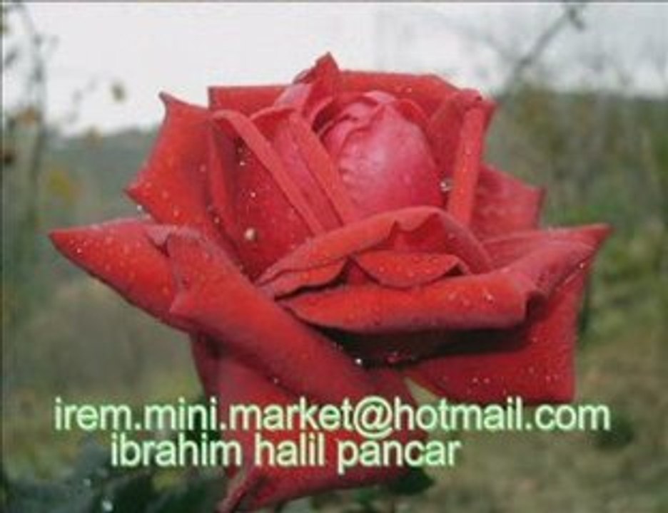 baba bugün-ibrahim halil pancar