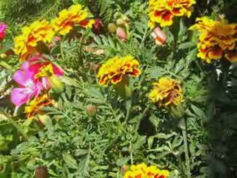 PhotoStory1.wp3 Kwiaty