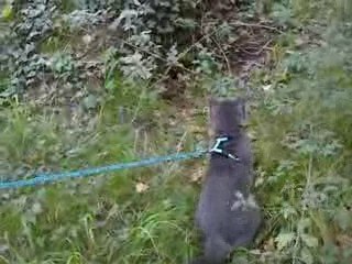 11ème vidéo de Sacha Coeur d'Velours