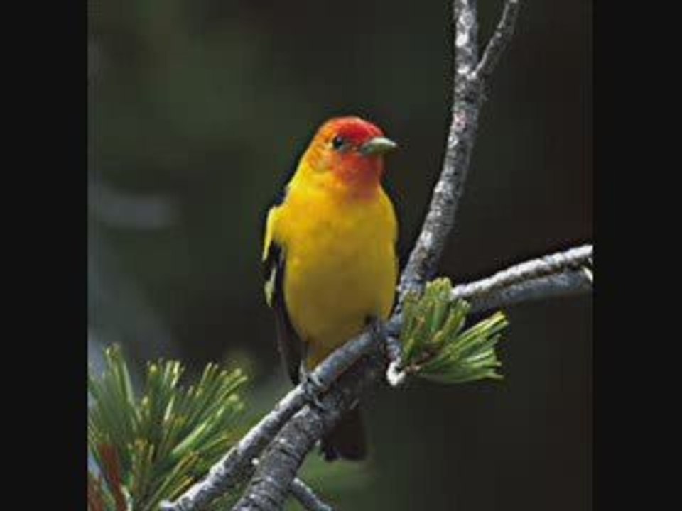 How to Alleviate Panic Attacks 100% Natural Cure for Anxiety