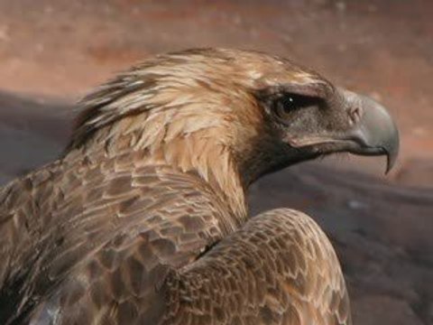 Anxiety and Panic Attack Symptoms explained - Natural Cure