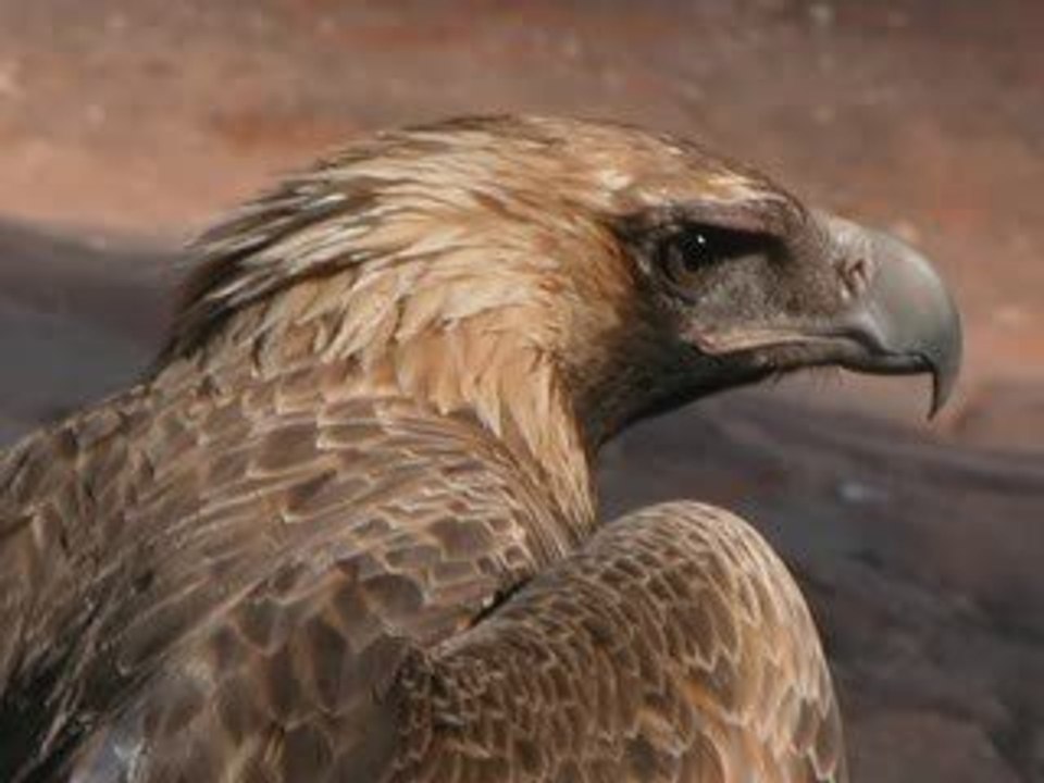 Anxiety and Panic Attack Symptoms explained - Natural Cure