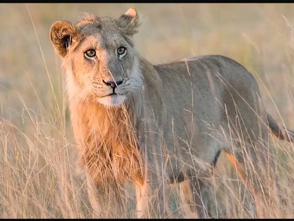 Lion Cubs at Kwetsani HD