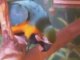 Au Paradis des animaux - ara macao - Perroquets d'élevage