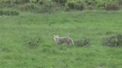 Yellowstone Coyote