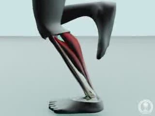 neuromuscular junction - motor unit