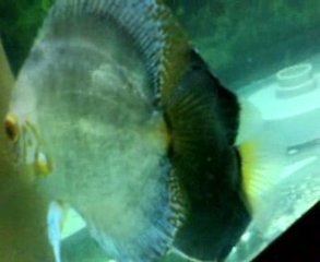 dıamond kelebek cıft 4 gunluk