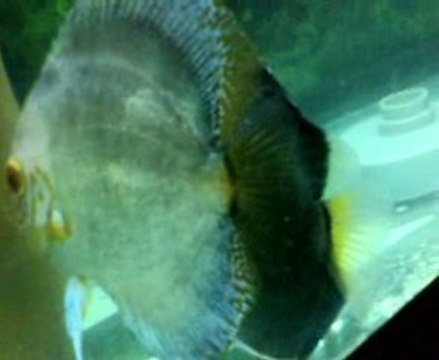 dıamond kelebek cıft 4 gunluk